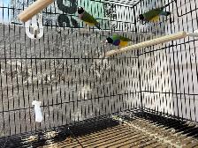 Female Gouldian Finches - Photo 4