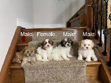Teddy Bear Shichon Puppies! Shih-Tzu x Bichon Frise!