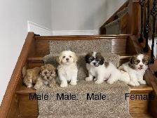 Teddy Bear Shichon Puppies! Shih-Tzu x Bichon Frise! - Photo 2