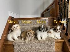 Teddy Bear Shichon Puppies! Shih-Tzu x Bichon Frise! - Photo 3