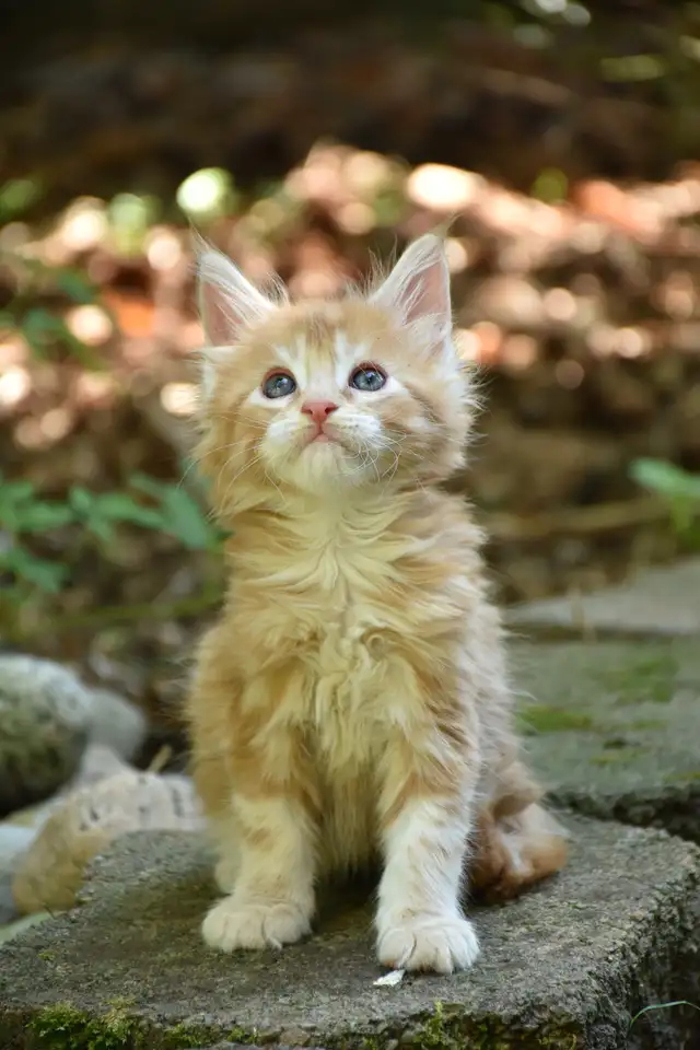 Maine coon kittens