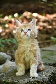 Maine coon kittens