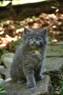Maine coon kittens - Photo 2