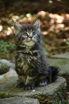 Maine coon kittens - Photo 3