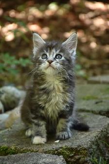 Maine coon kittens - Photo 4