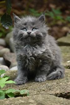 Maine coon kittens - Photo 5