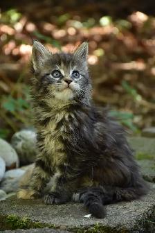 Maine coon kittens - Photo 6