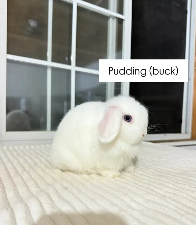 Cute Holland lop baby bunny