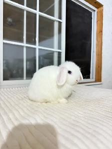 Cute Holland lop baby bunny - Photo 2