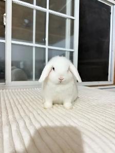Cute Holland lop baby bunny - Photo 3