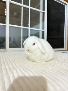 Cute Holland lop baby bunny - Photo 4