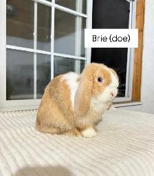 Sweet Holland Lop baby bunnies