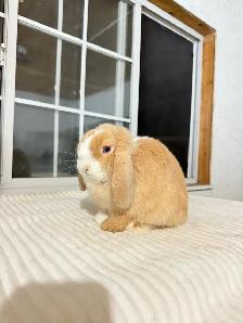 Sweet Holland Lop baby bunnies - Photo 2