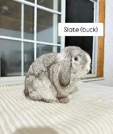 Sweet Holland Lop baby bunnies - Photo 5