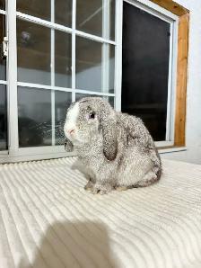 Sweet Holland Lop baby bunnies - Photo 6