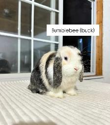 Sweet Holland Lop baby bunnies - Photo 7