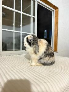 Sweet Holland Lop baby bunnies - Photo 8