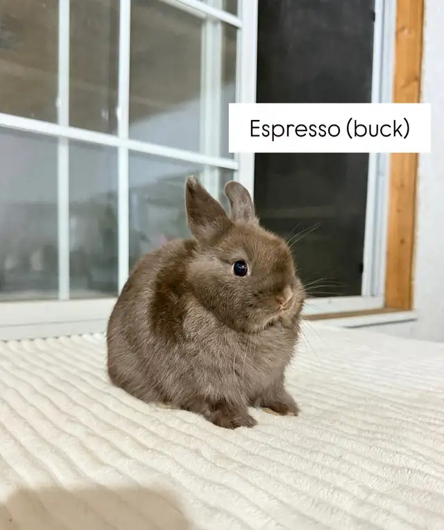 Tiny Netherland Dwarf baby bunnies