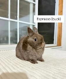 Tiny Netherland Dwarf baby bunnies