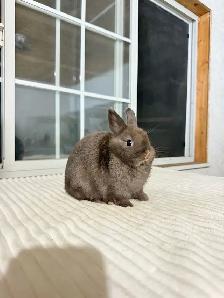Tiny Netherland Dwarf baby bunnies - Photo 2