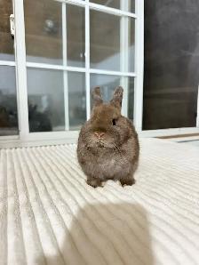 Tiny Netherland Dwarf baby bunnies - Photo 3