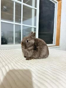 Tiny Netherland Dwarf baby bunnies - Photo 4