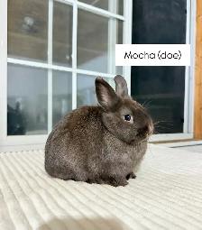 Tiny Netherland Dwarf baby bunnies - Photo 5