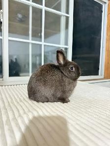 Tiny Netherland Dwarf baby bunnies - Photo 6
