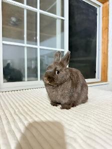 Tiny Netherland Dwarf baby bunnies - Photo 8