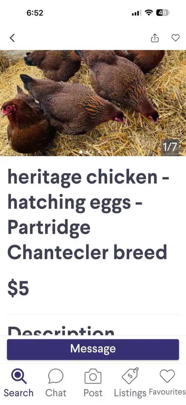 looking for show quiltey partridge Chantecler   poultry birds