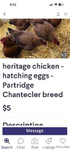looking for show quiltey partridge Chantecler   poultry birds