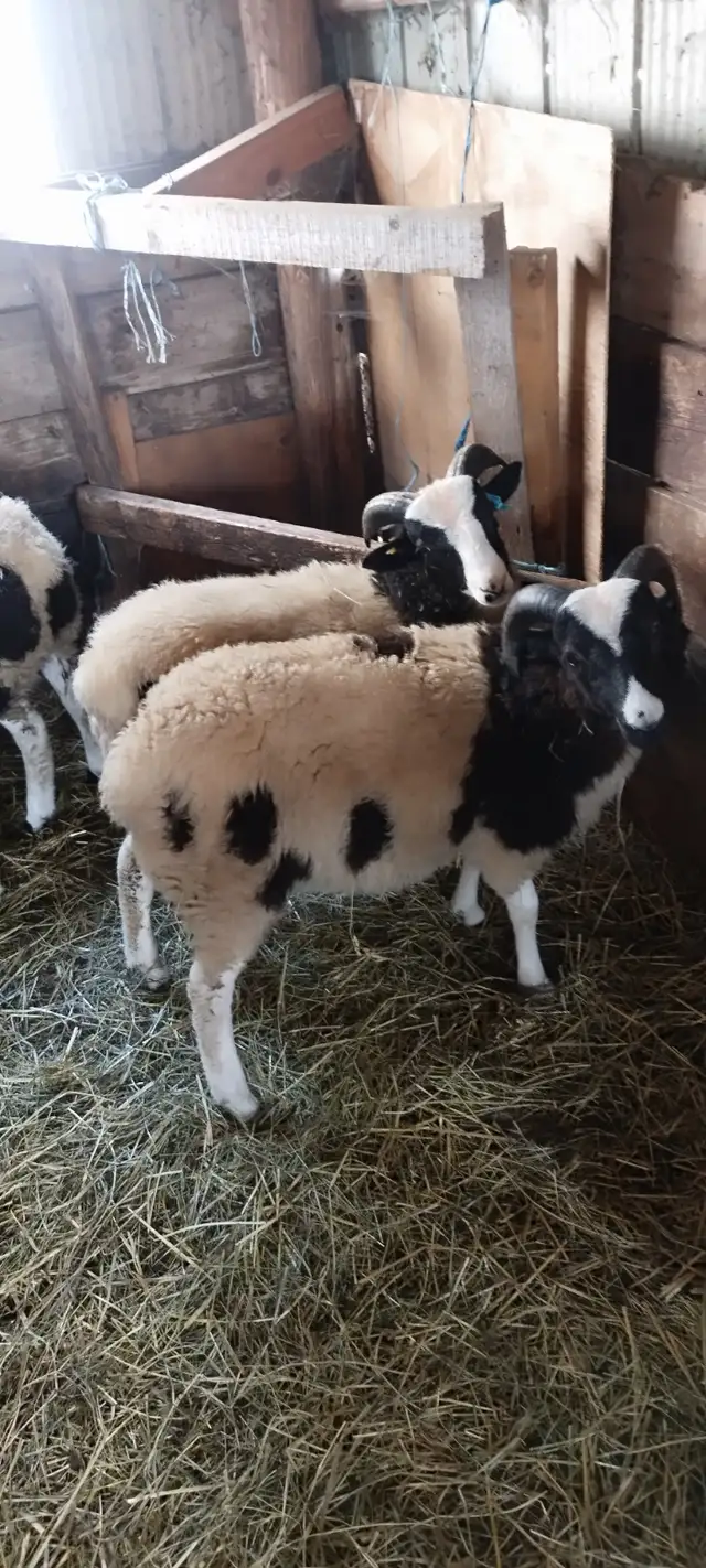 Jacob sheep new crop lambs for sale