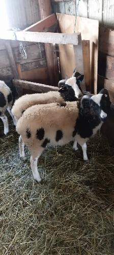 Jacob sheep new crop lambs for sale