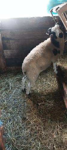 Jacob sheep new crop lambs for sale - Photo 2