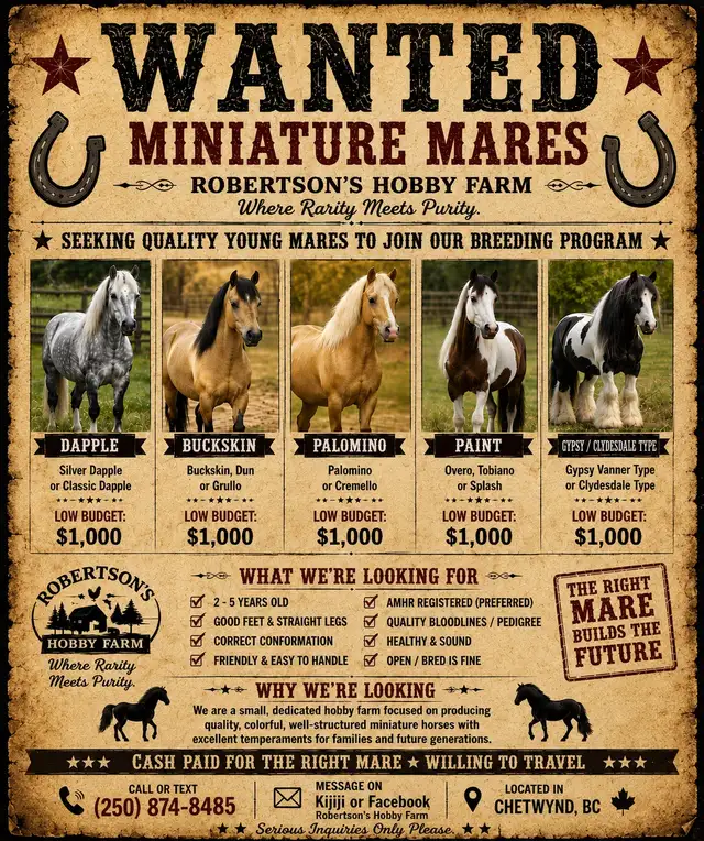 ISO: Miniature mare’s