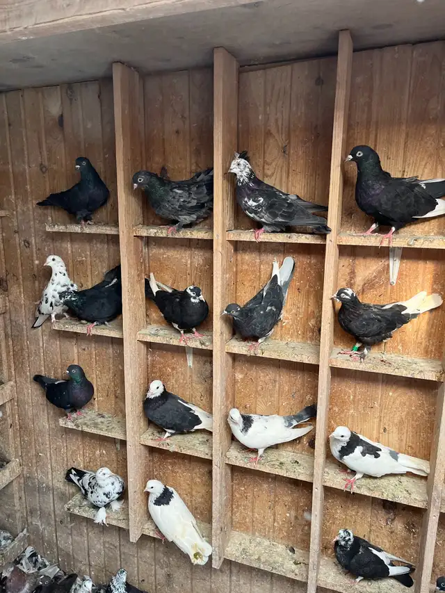 BIRDS FOR SELL