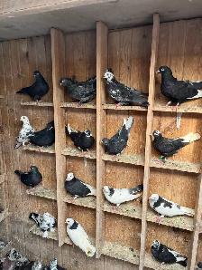 BIRDS FOR SELL