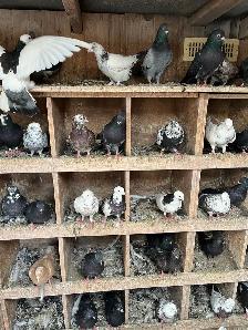 BIRDS FOR SELL - Photo 2