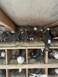 BIRDS FOR SELL - Photo 3