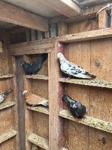 BIRDS FOR SELL - Photo 4