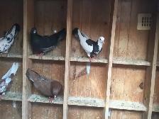 BIRDS FOR SELL - Photo 5