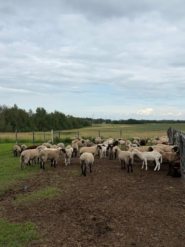 Lambs (ram, ewe and wethers)