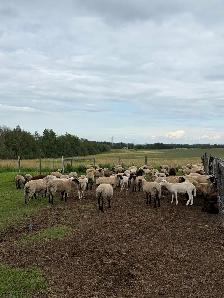 Lambs (ram, ewe and wethers)
