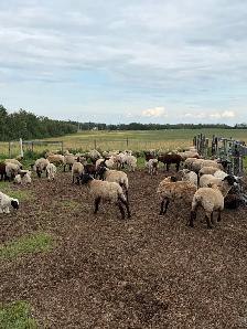 Lambs (ram, ewe and wethers) - Photo 2