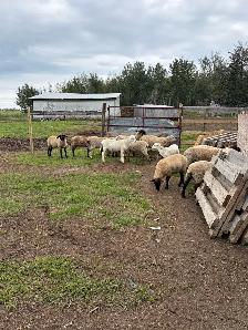 Lambs (ram, ewe and wethers) - Photo 3