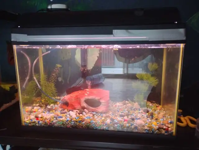 aquarium 10 gall9ns a vendre