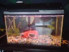aquarium 10 gall9ns a vendre