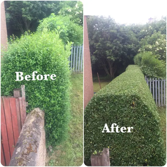 HEDGE TRIMMING: GTA AREA