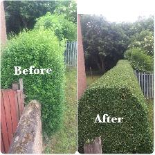 HEDGE TRIMMING: GTA AREA