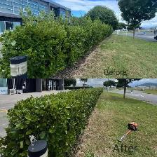 HEDGE TRIMMING: GTA AREA - Photo 2